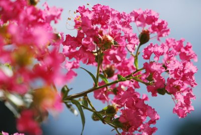 Lagerstroemia indica - pukol indický (2)